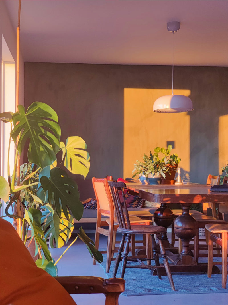 a dining room table with chairs and a potted plant